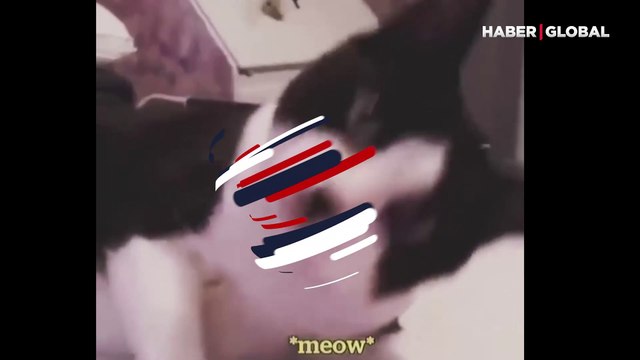 Sahibi ile şarkı söyleyen 'yetenekli kedi' böyle eşlik etti