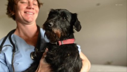 Une étude révèle que caresser un chien stimule l'activité cérébrale