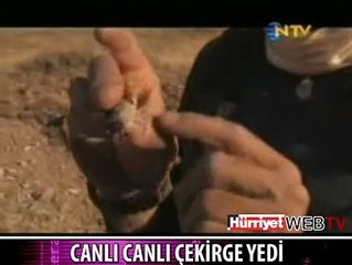 CANLI CANLI ÇEKİRGE YEDİ