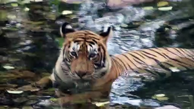 फिर पर्यटकों ने बताया विभाग को बाघिन का दर्द