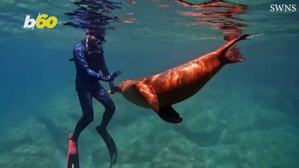 Incredible Sea Lion Moment Caught By Snorkeling Family