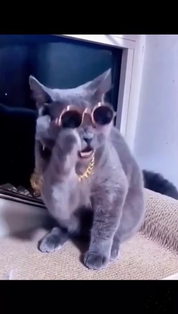 Funny cat Videos || Cat Videos || new videos || Funny Videos