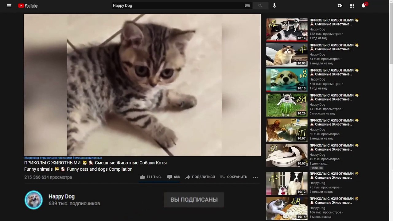 Funny animals - Funny cats - dogs - Funny animal videos #88