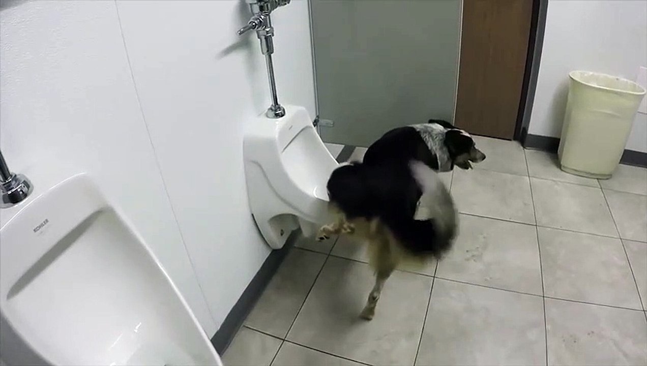 Pisuvar kullanan sevimli köpek!