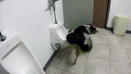 Pisuvar kullanan sevimli köpek!