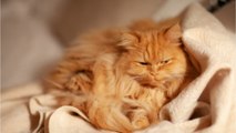 Homeoffice, Lockdown: Diese Katzen haben die Schnauze voll von ihren Besitzern (1)