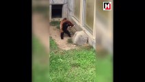 Kızıl pandanın sevimli şaşkınlığı!