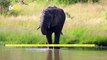 Hair-Raising Moment Captures as Elephant Charges Camera
