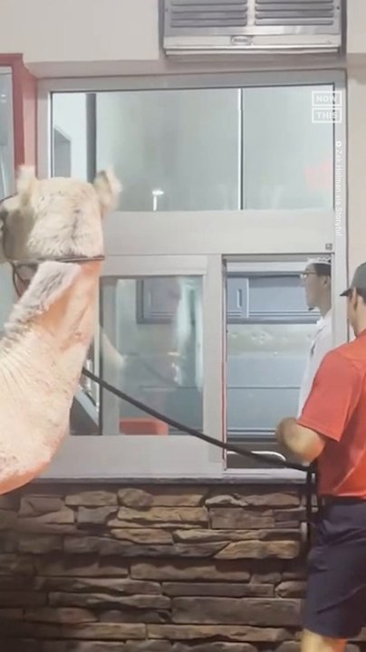 Camel Goes Through In-N-Out Burger Drive-Through