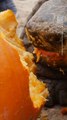 Zoo Animals Chow Down on Pumpkins to Celebrate Autumn
