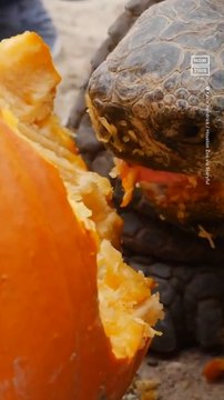 Zoo Animals Chow Down on Pumpkins to Celebrate Autumn