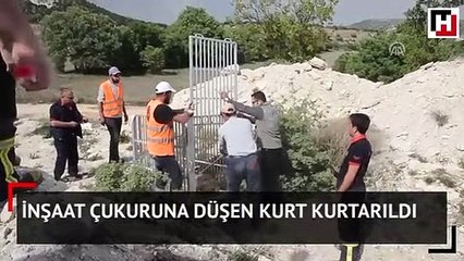 İnşaat çukuruna düşen kurt kurtarıldı