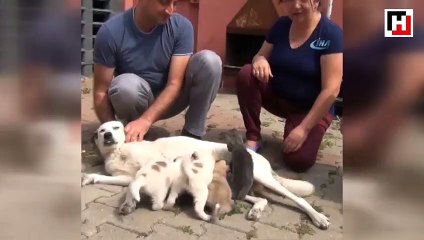Köpekten insanlık dersi