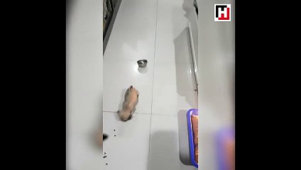 Yavru köpeğin güldüren mama telaşı!