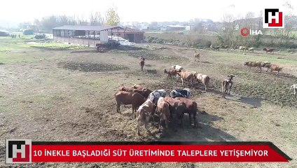 ‘Jersey’ ırkı 10 inekle üretime başladı, 5 yılda taleplere yetişemez hale geldi