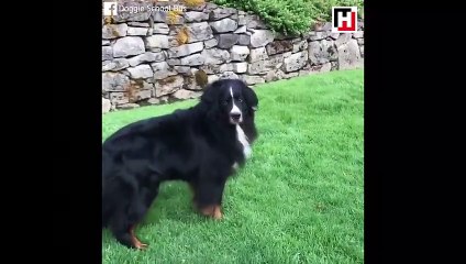 Sevimli köpeğin okul sevinci!