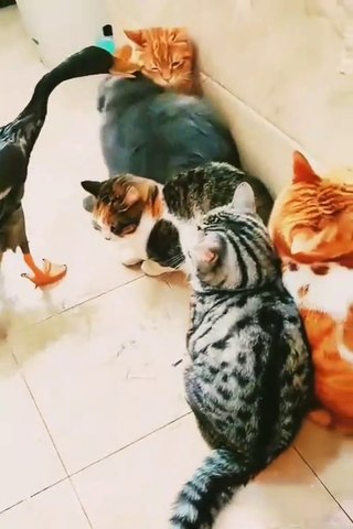 cat animal masti...comedy part--1
