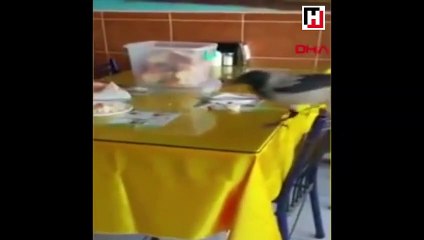 Masasına konan kargayla yemeğini paylaşan güzel insan