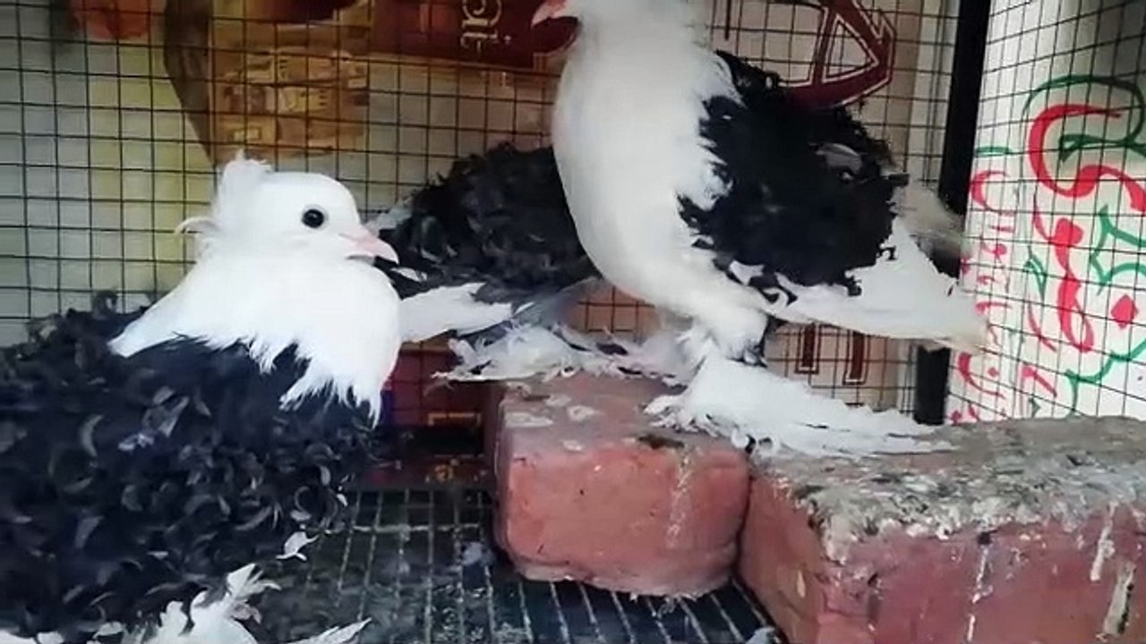 Beautiful Pigeon playing
