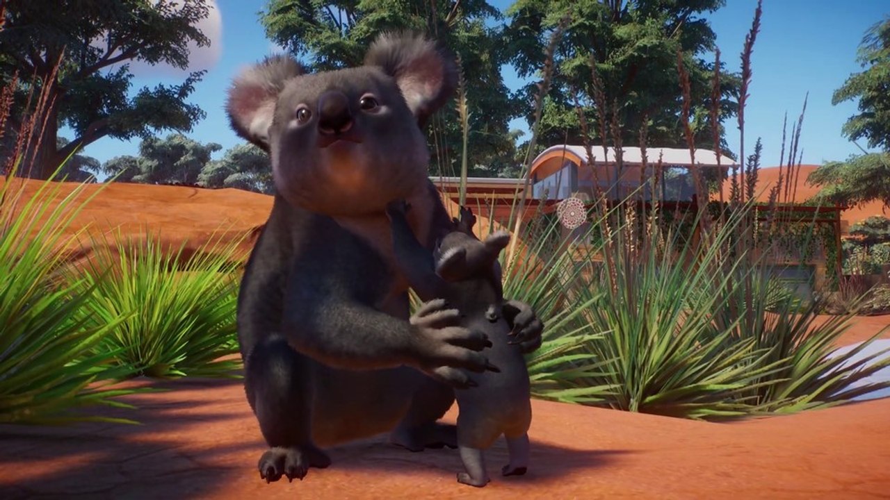 Planet Zoo: Im neuen Australien-DLC könnt ihr Koalas und Kängurus ein Zuhause geben