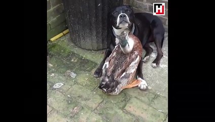 Üzgün pitbull'u teselli eden ördek!