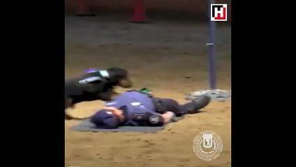 Sen ne mükemmel bir köpeksin öyle!