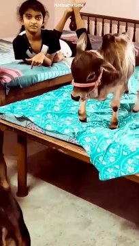 Mini Cows are so cute COW #shorts#cow#shorts