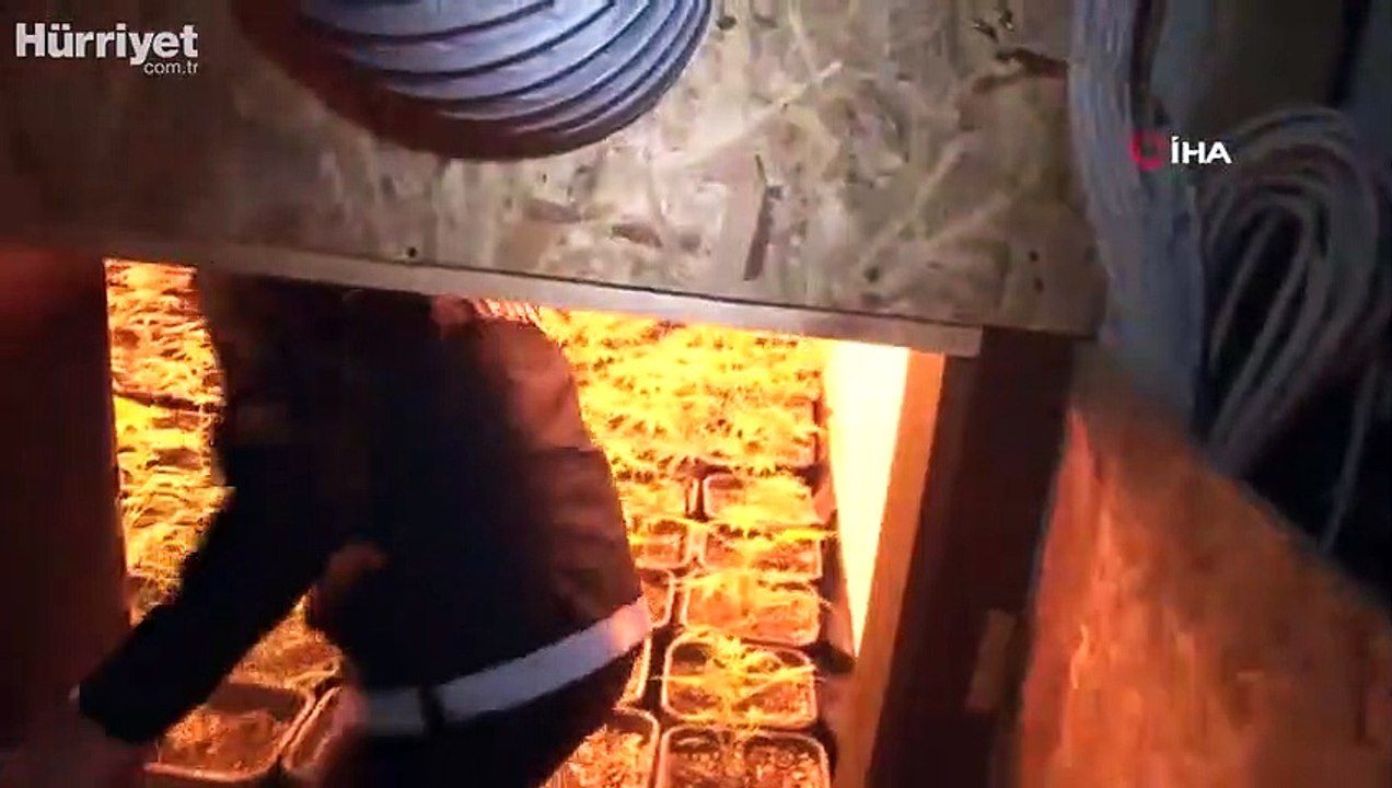 Hint keneviri operasyonu: 360 kök Hint keneviri ele geçirildi