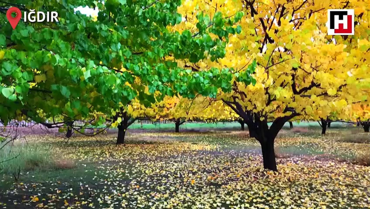 Kayısı bahçelerinde "masalsı" sonbahar