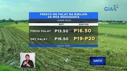 Palay ng mga magsasaka, bibilhin ng SINAG, mga miller at palay trader sa mas mataas na presyo | Saksi