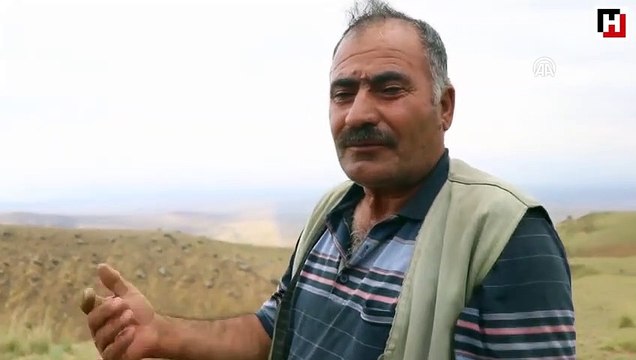 Iğdır'da 74 koyun yıldırım nedeniyle telef oldu