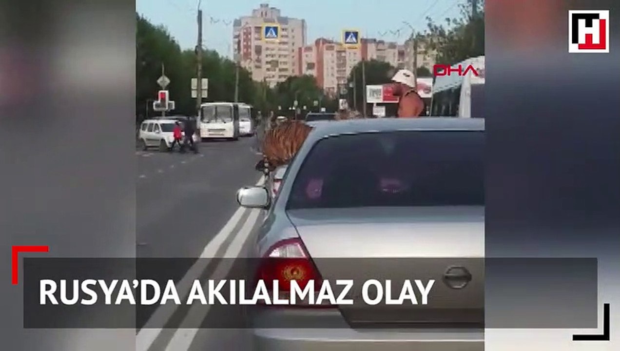 Kaplan otomobilden atladı