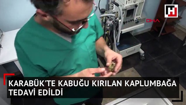 Kabuğu kırılan yavru kaplumbağa tedavi edildi