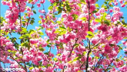 La musique guérit l'âme et ralentit le vieillissement La musique apaisante calme le système nerveux