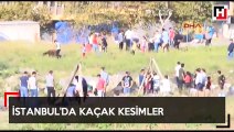 İstanbul'da kaçak kesimler