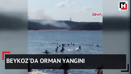Beykoz'da orman yangını