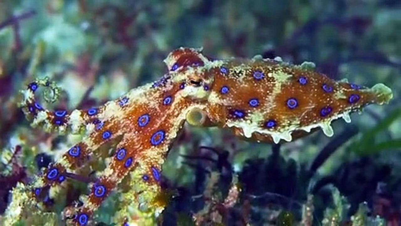 How Do Octopus Kill Sharks video Dailymotion