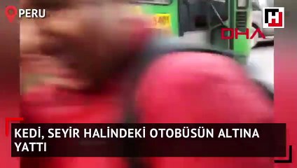 Otobüsün altına yatan kedi yürekleri ağza getirdi