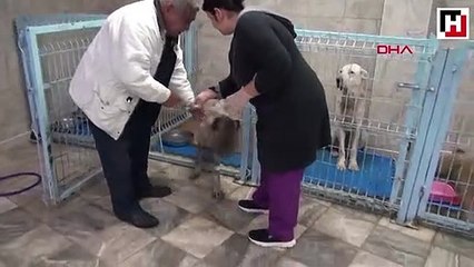Köpeğin başına kezzap döküp, kulaklarını kesmişler