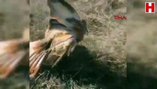 Yaralı kızıl şahine zabıta sahip çıktı