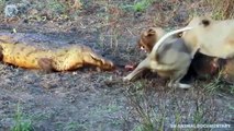 Lion attacks Crocodile very hard in the river, Wild Animals Attack