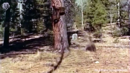 Mother Bear attacks Puma very hard to save her baby, Wild Animals Attack