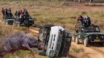 Angry Buffalo attacks Car very hard , Wild Animals Attack