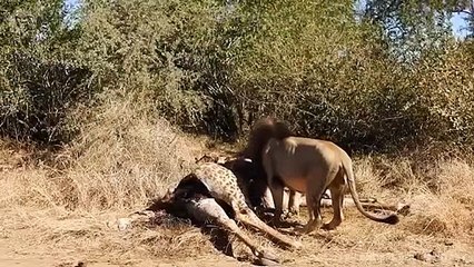 Extreme fight Lion vs Giraffe #2 , Wild Animals Attack