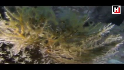 Sarı mercanlar yok olmasınlar diye tek tek taşınıyor