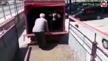 Kocaeli'de milyonluk 'Sarı Öküz' operasyonu