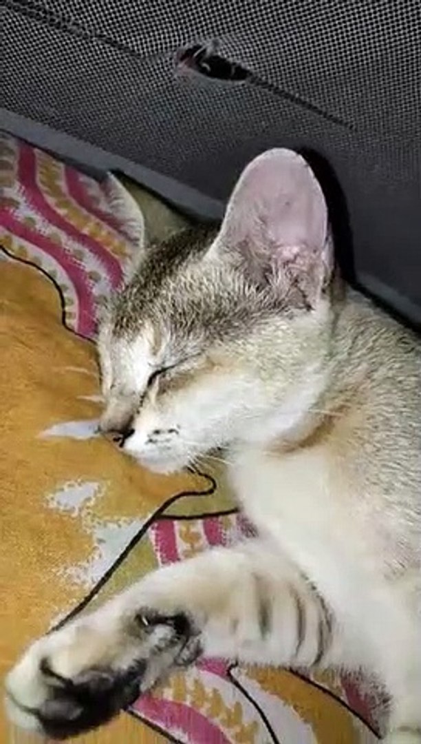 Entertainment video | cat video |