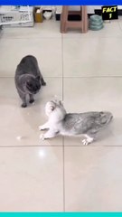 Cat and dogs funny moments | caught on camera |viral comedy |
