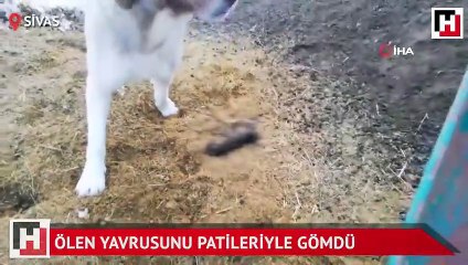 Ölen yavrusunu patileriyle gömdü