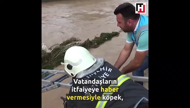 Sele kapılan köpek böyle kurtarıldı